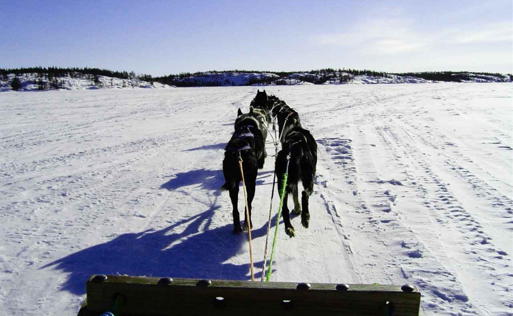 chiens-traineau