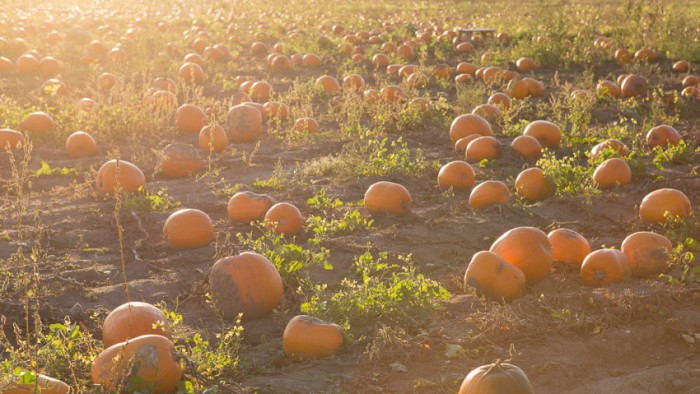 Citrouilles - Ferme Genest