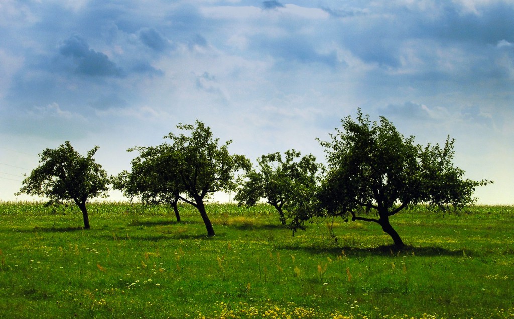 apple-trees