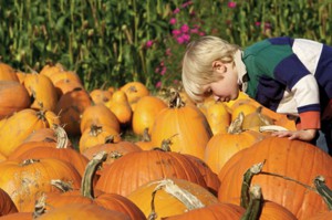 kid-picking-pumpkin
